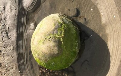 El ciclo menstrual, mucho más que el movimiento sensual de unas hormonas